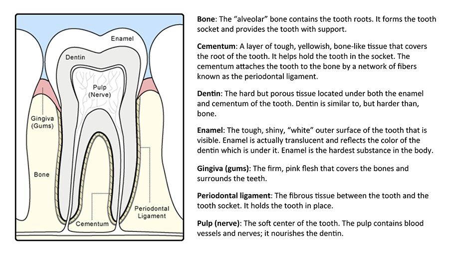 Anatomy of a Tooth Diagram