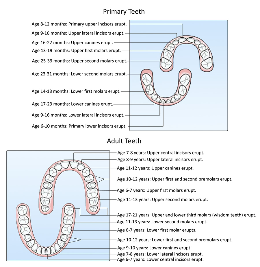 Primary and Permanent Teeth Eruption Chart